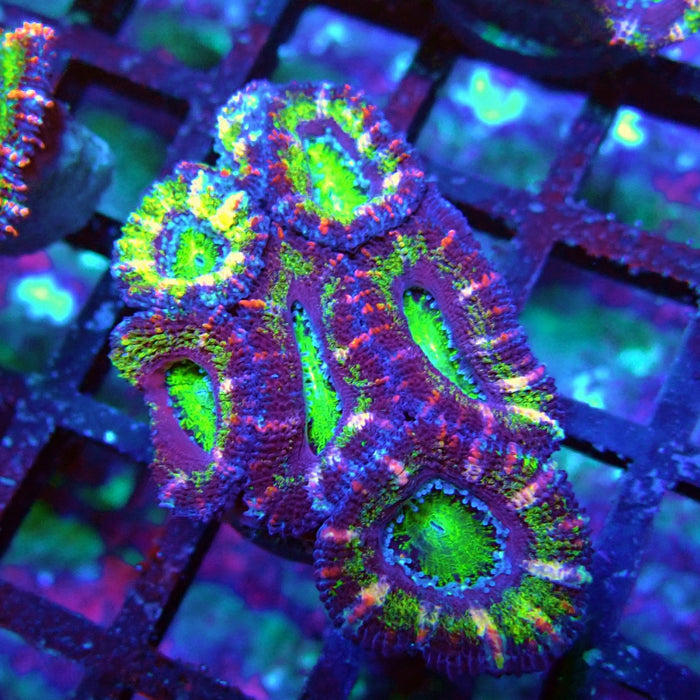 Acan Lord Coral Frag (10)