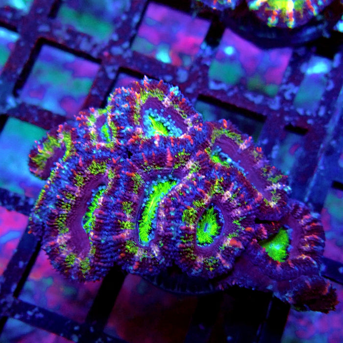 Acan Lord Coral Frag (10)