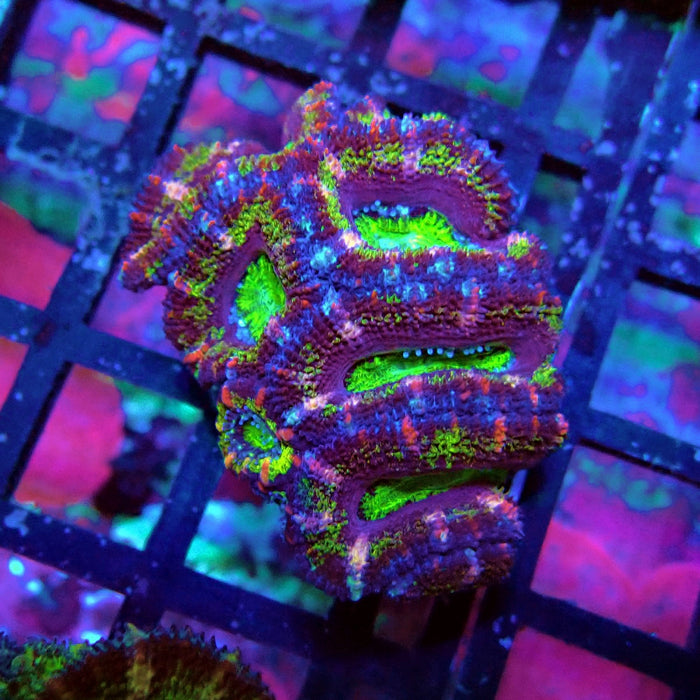 Acan Lord Coral Frag (10)