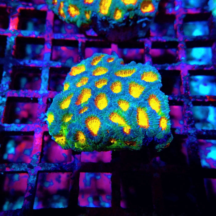 Favia Ultra Aquaculture