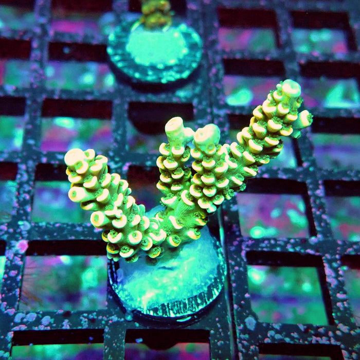 Golden Smoke Tenuis Acro