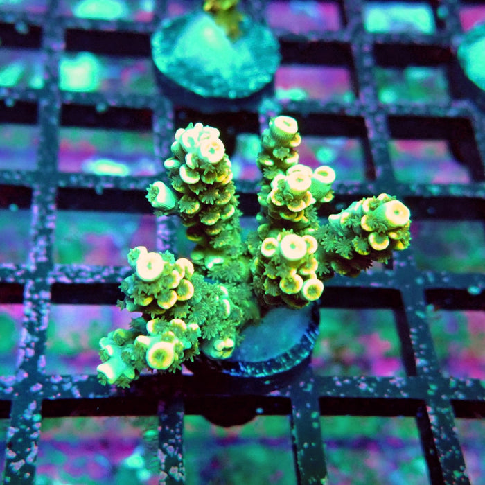 Golden Smoke Tenuis Acro