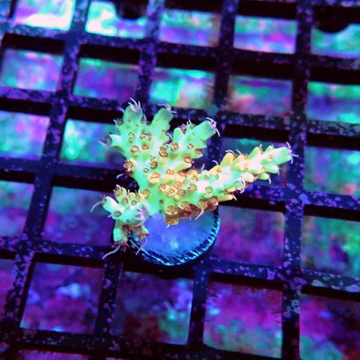 REx Fuzzy Tricolor Acro