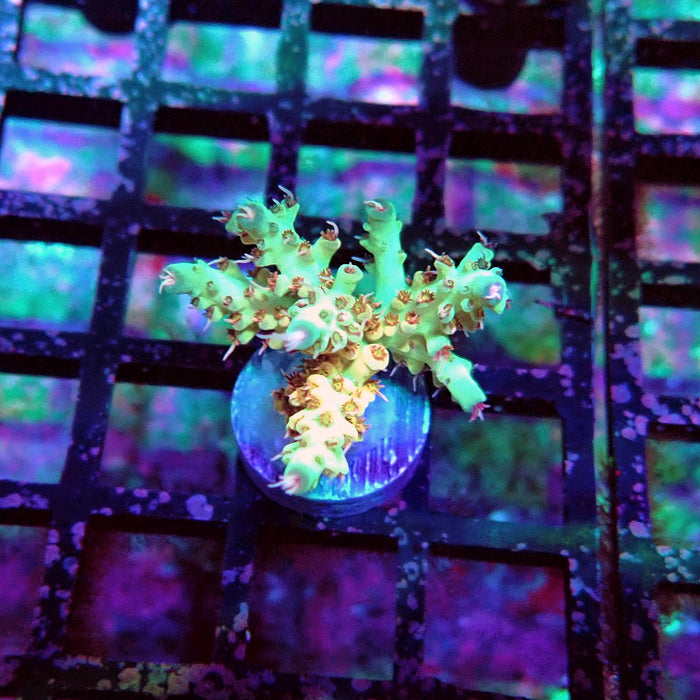 REx Fuzzy Tricolor Acro
