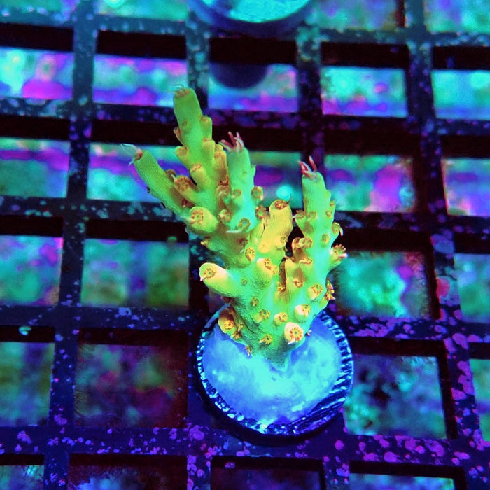 REx Fuzzy Tricolor Acro