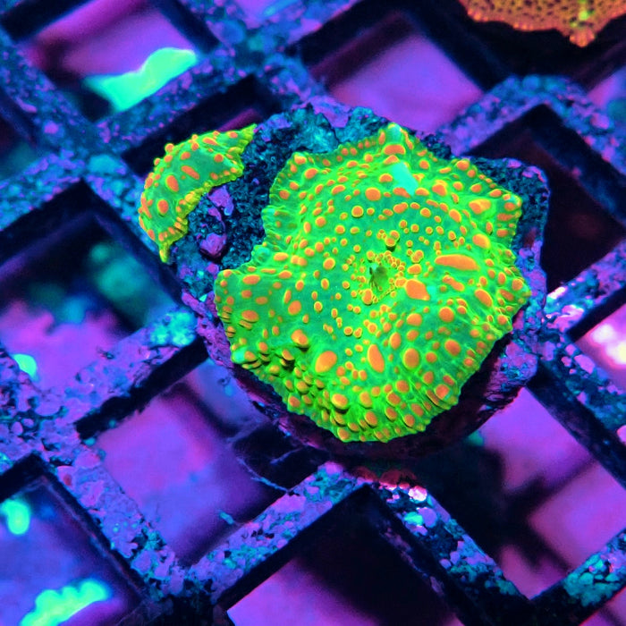 Discosoma Green Red Dot Bubbles