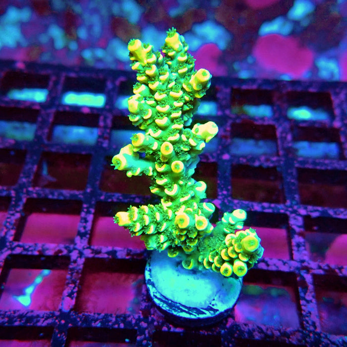 Golden Smoke Tenuis Acro