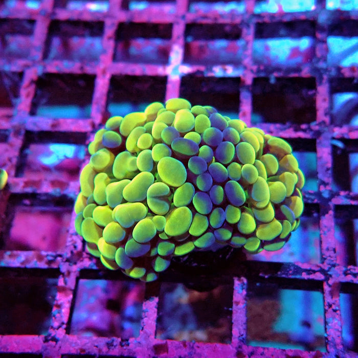 Euphyllia Branch Hammer