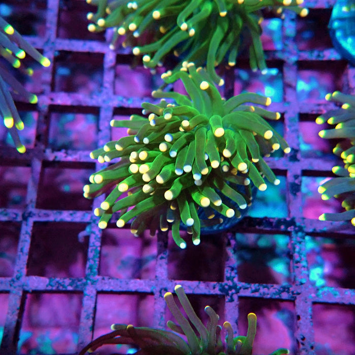 Green Torch Euphyllia Orange Tips