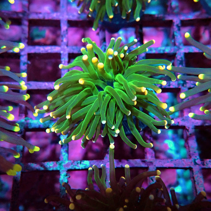 Green Torch Euphyllia Orange Tips