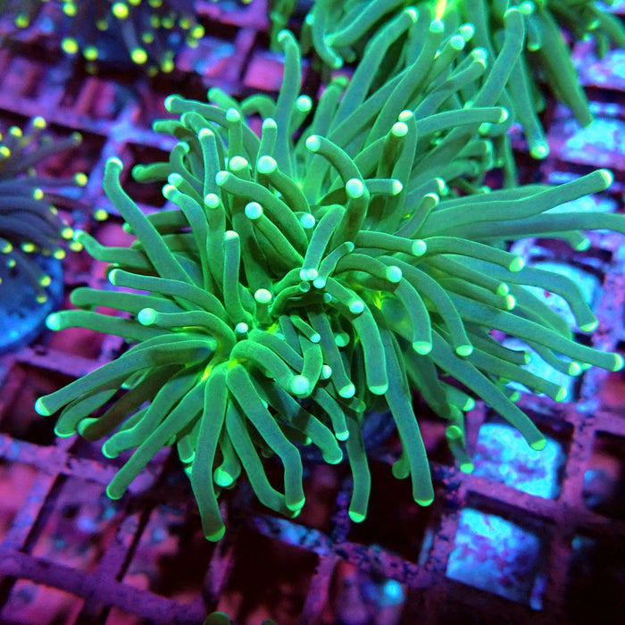 Green Torch Euphyllia