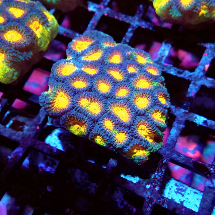 Favia Ultra Aquaculture