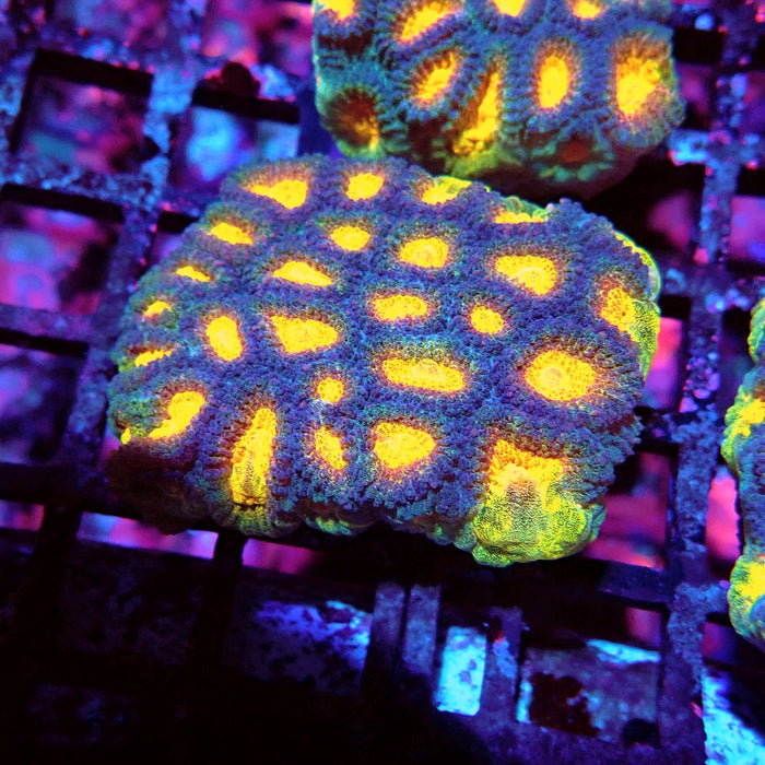 Favia Ultra Aquaculture