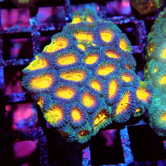 Favia Ultra Aquaculture