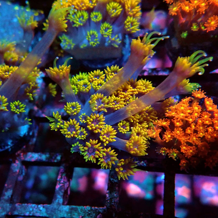 Goniopora Multicolor Ultra