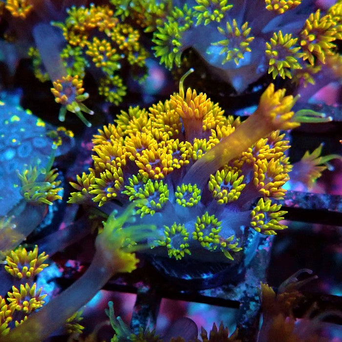 Goniopora Multicolor Ultra