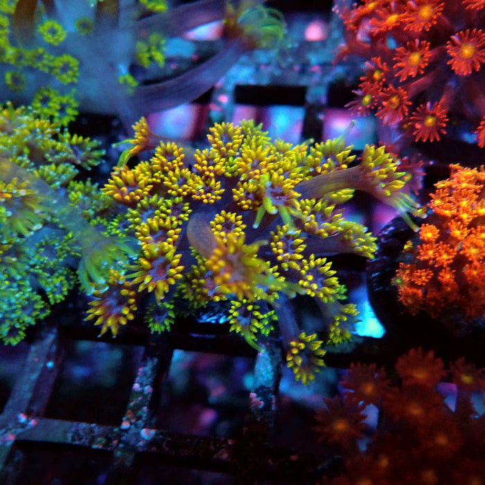 Goniopora Multicolor Ultra