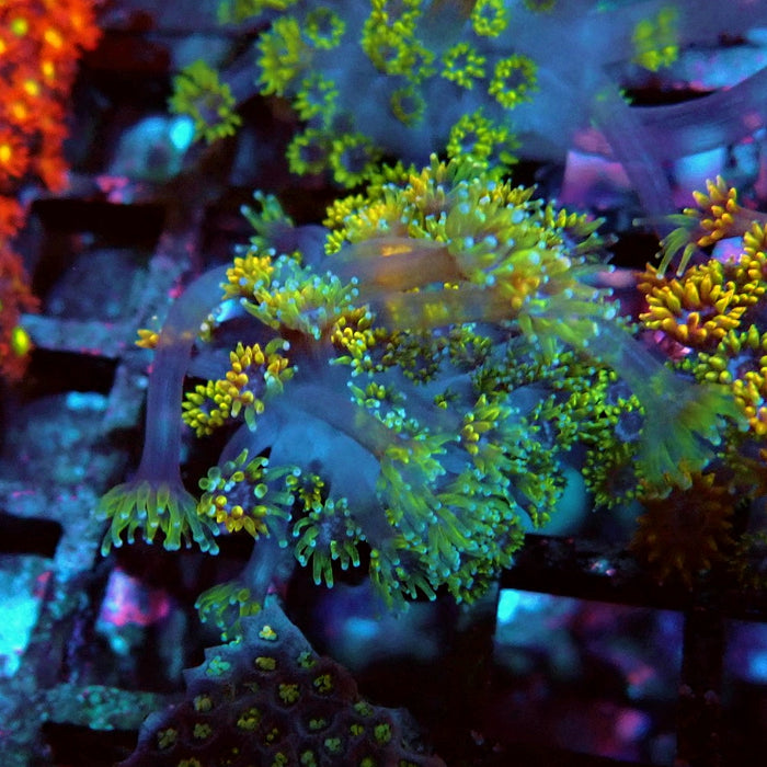 Goniopora Multicolor Ultra