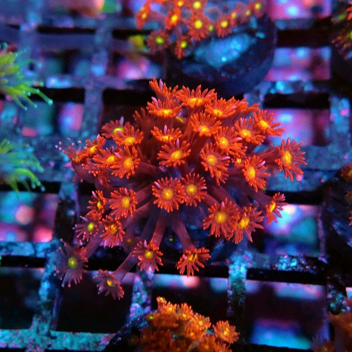 Goniopora Super Red Yellow Center