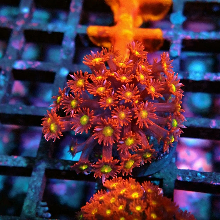 Goniopora Super Red Yellow Center