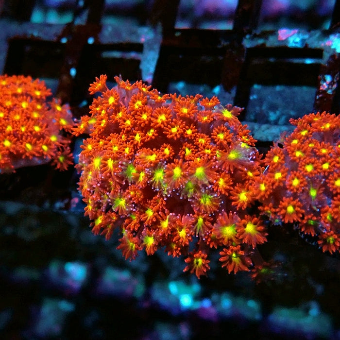 Goniopora Super Red Yellow Center