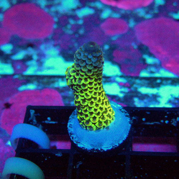 Gold Blue Millepora