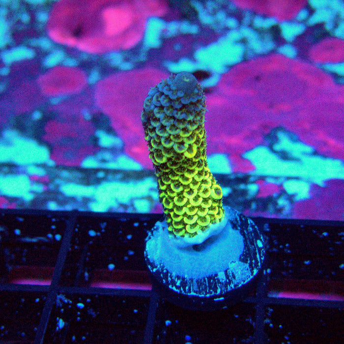 Gold Blue Millepora