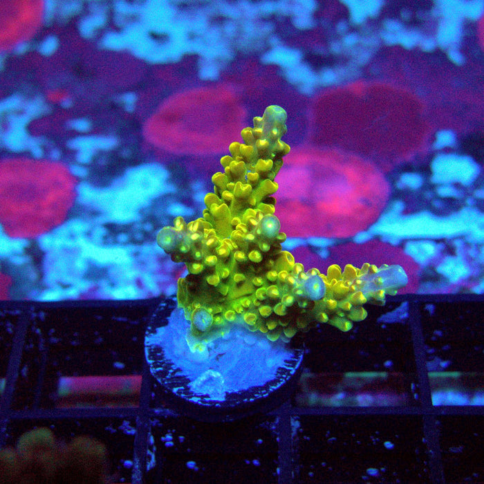 Crowned Godlin Acro
