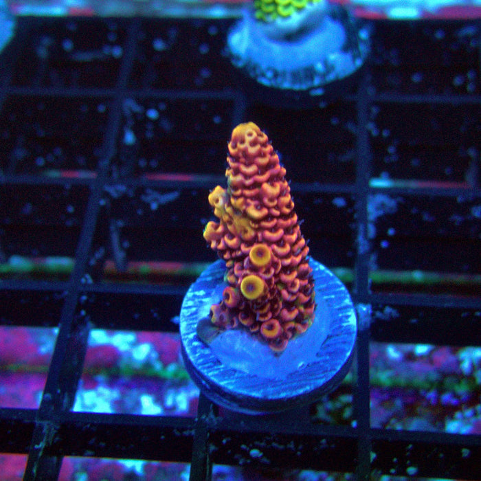 Pink Millepora