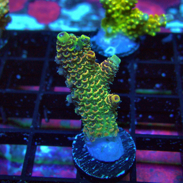 Gold Rainbow Mille