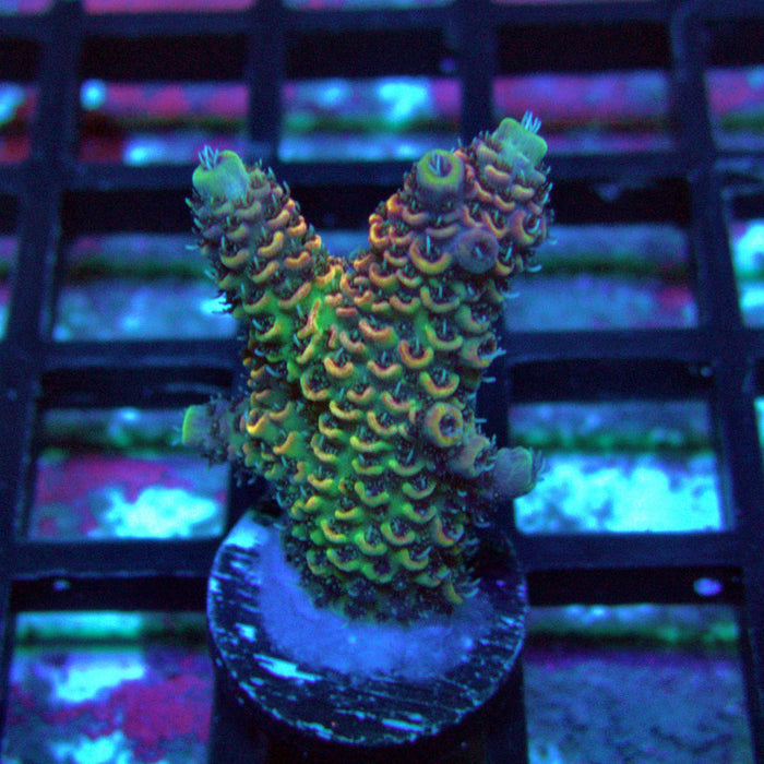 Gold Rainbow Mille