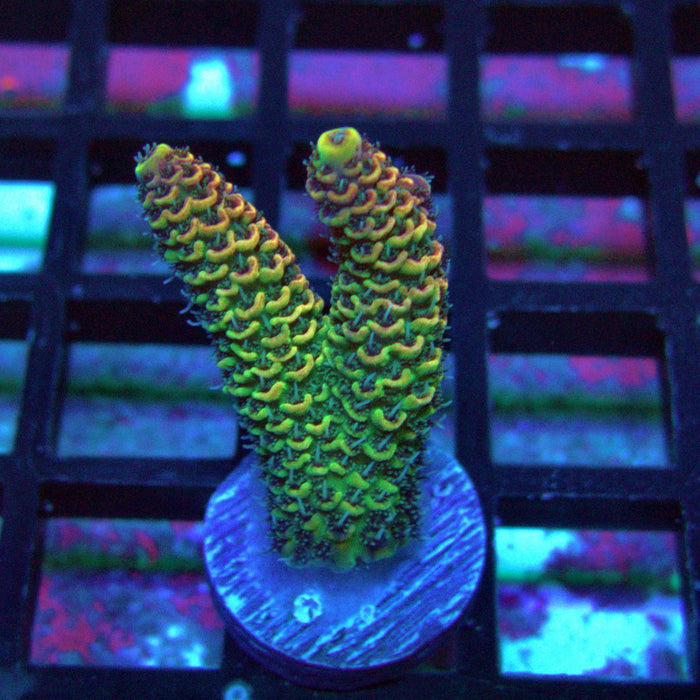 Gold Rainbow Mille