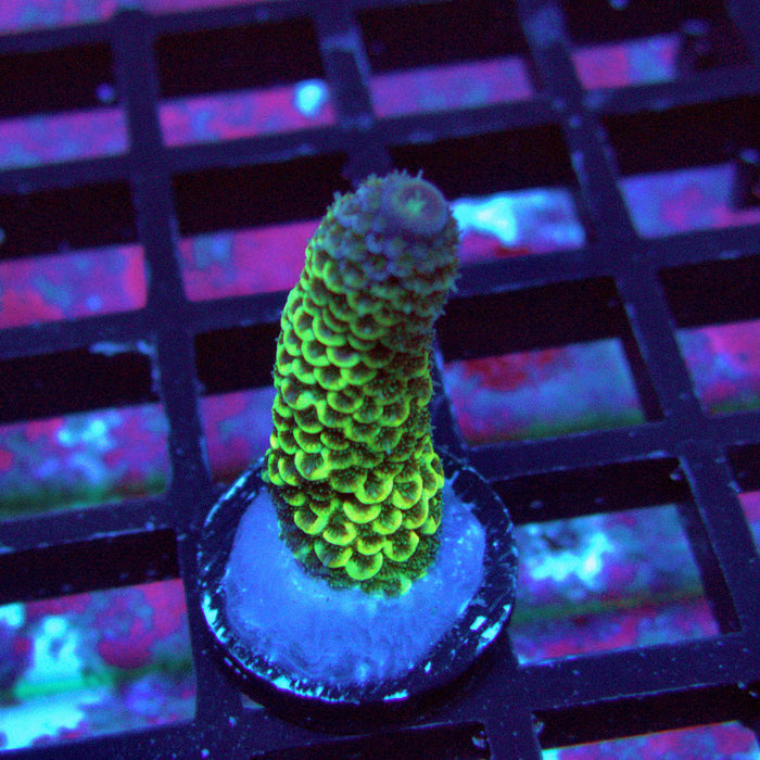 Gold Blue Millepora