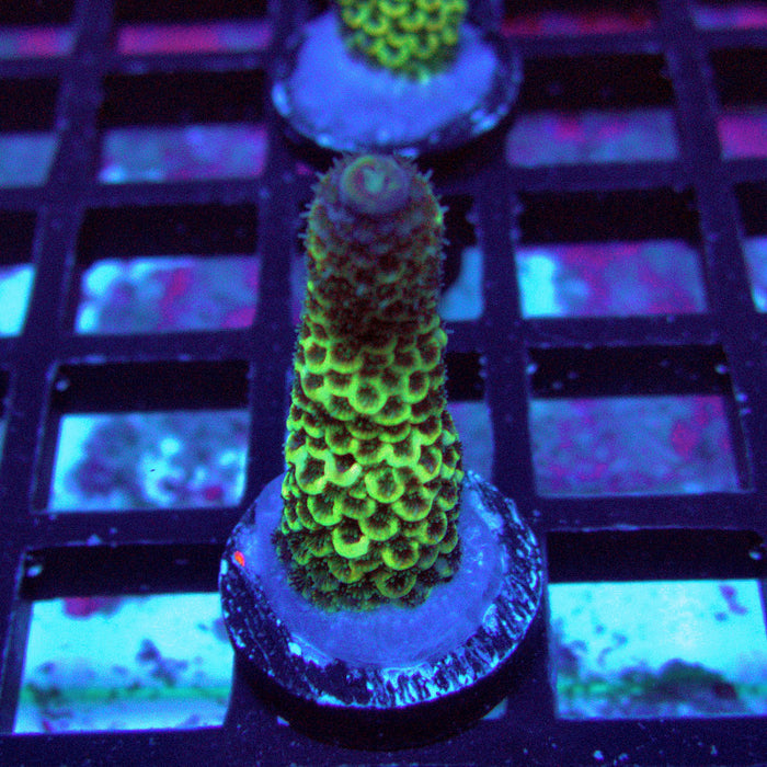 Gold Blue Millepora