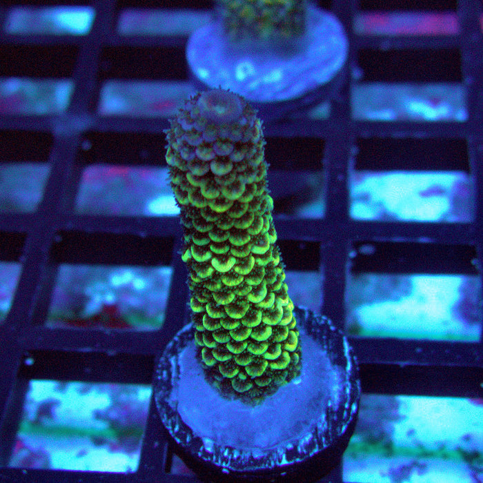 Gold Blue Millepora