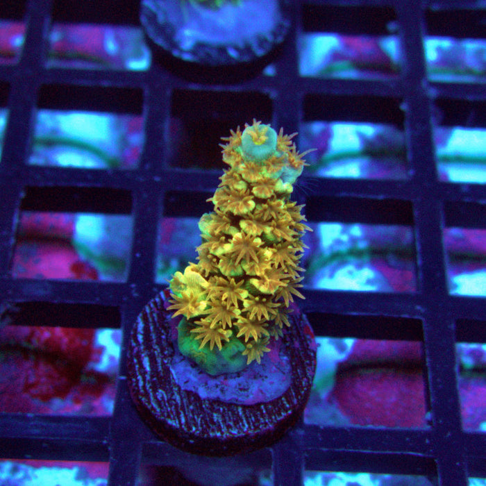 REx Solar Flare Tenuis Acro