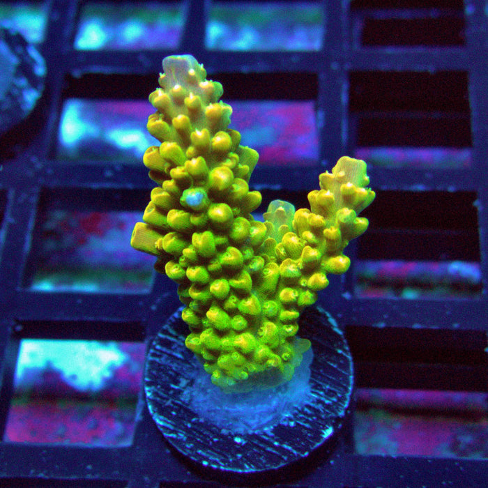 Crowned Godlin Acro