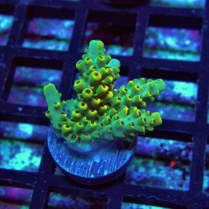 Green Yellow Pikachu Acro