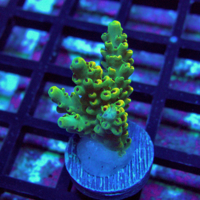 Green Yellow Pikachu Acro