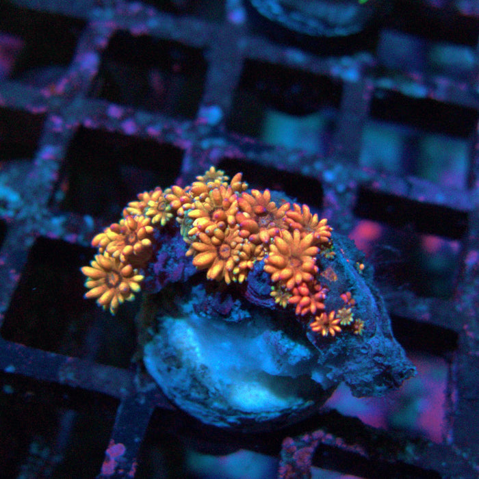 Goniopora Ultra Frag