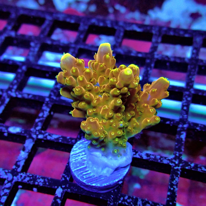 Golden Phoenix Acro