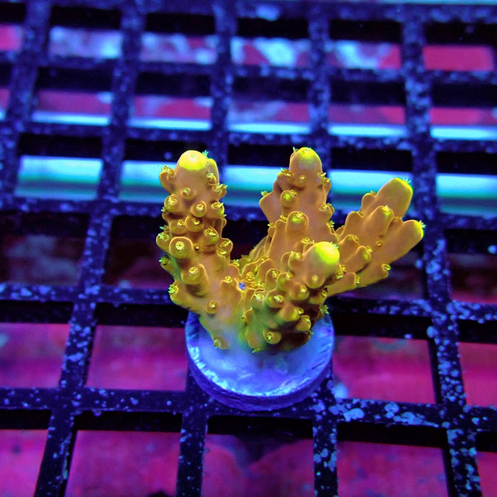Golden Phoenix Acro