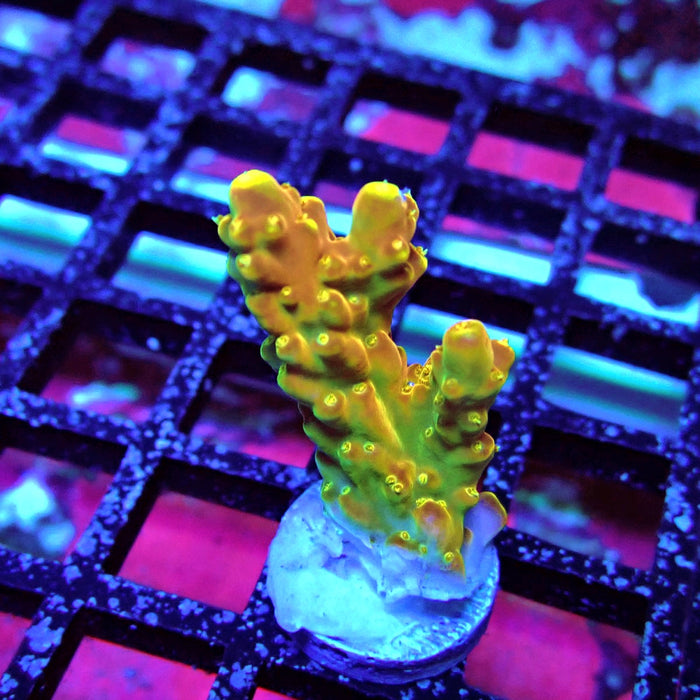 Golden Phoenix Acro