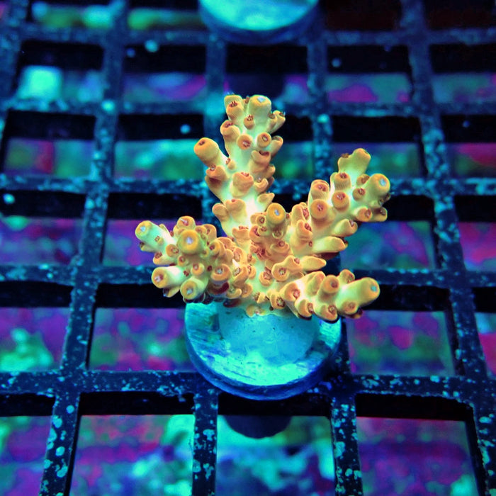 Orange Microclados Acro