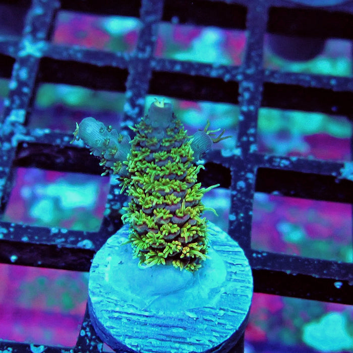 REx Gold Blue Millepora