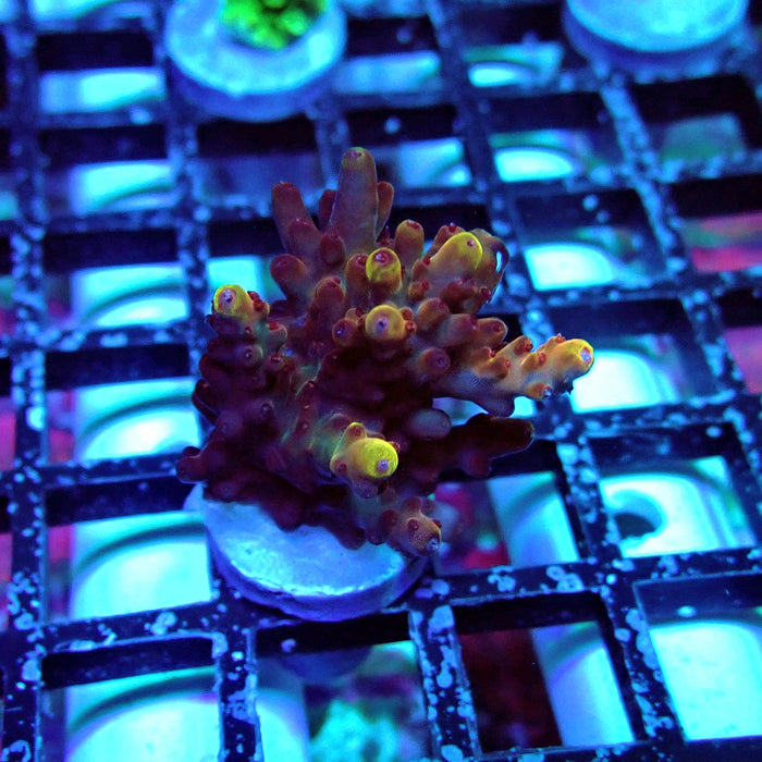 Pink-Purple Phoenix Acro