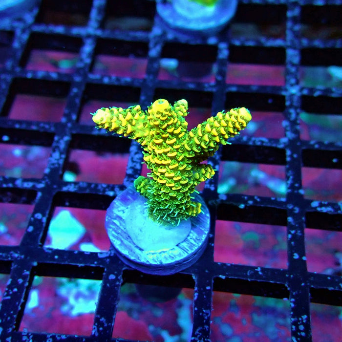 Sunset Millepora Acro