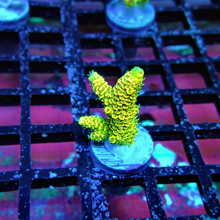 Sunset Millepora Acro