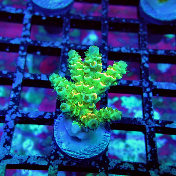 Green Pink Scale Tenuis Acro