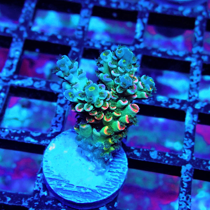 Green Blue Pink Scale Tenuis Acro
